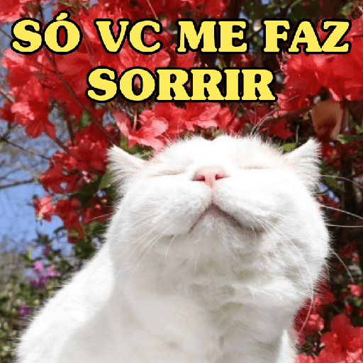 GATINHOS ROMÂNTICOS ❤️😻
