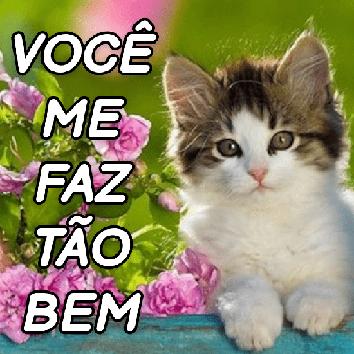 GATINHOS ROMÂNTICOS ❤️😻 8