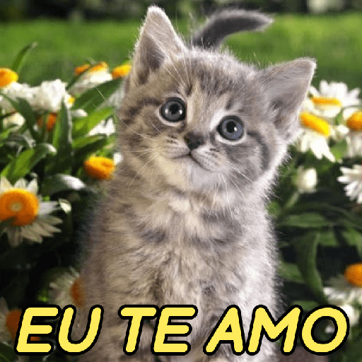GATINHOS ROMÂNTICOS ❤️😻 5