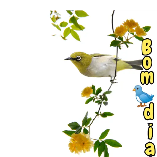 Bom dia 3