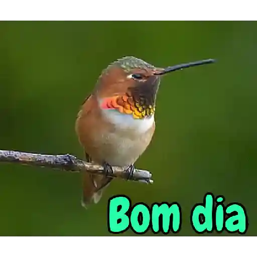 Bom dia 4