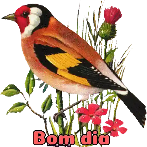 Bom dia 5