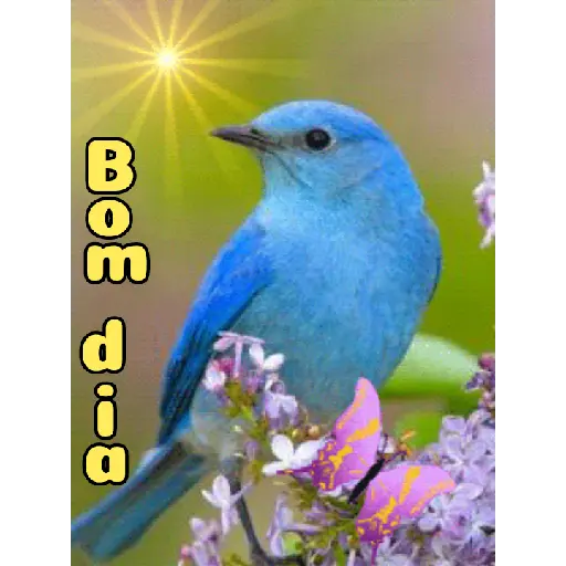 Bom dia 6