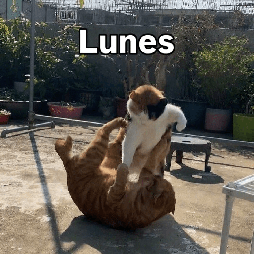 Lunes 🎄 5