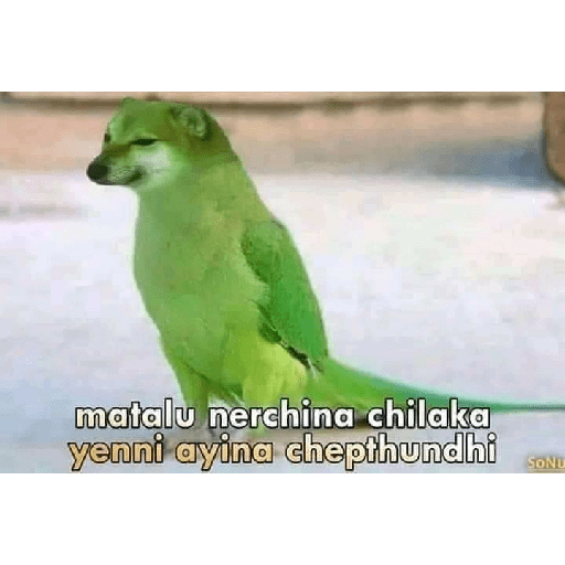Chimtu 19