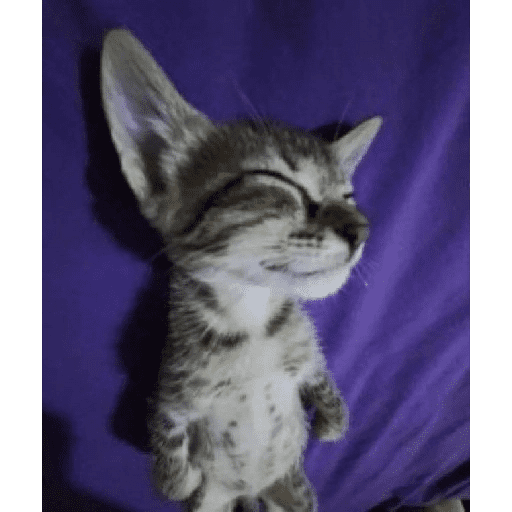 GATITOS//PERRITOS CUTE 3