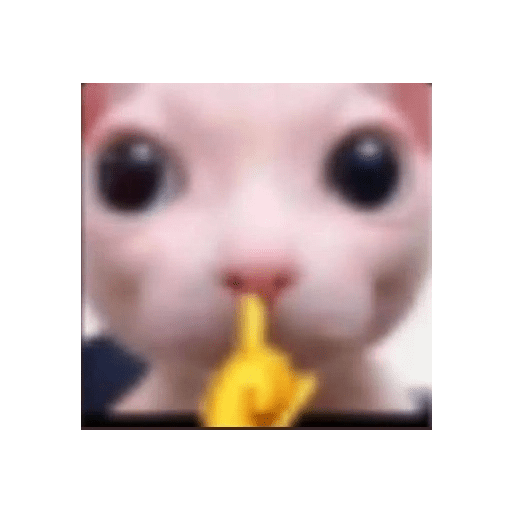 GATITOS//PERRITOS CUTE 5