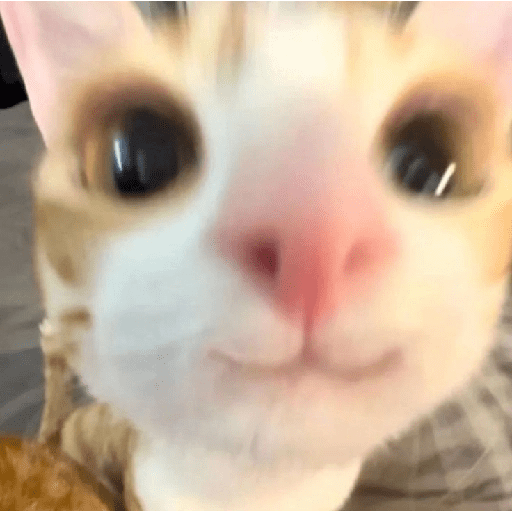 GATITOS//PERRITOS CUTE 6