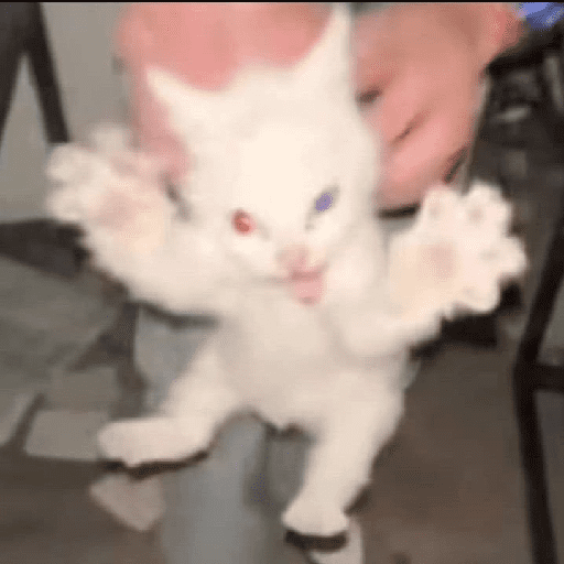 GATITOS//PERRITOS CUTE 7