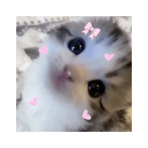 GATITOS//PERRITOS CUTE 8