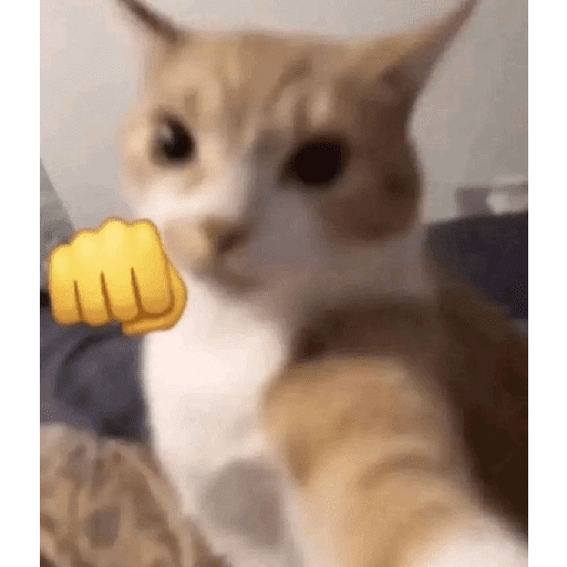 GATITOS//PERRITOS CUTE 10