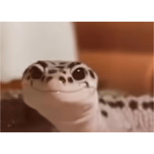 Ali 3