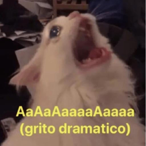 Gatinhoinhos 🐱 1 20