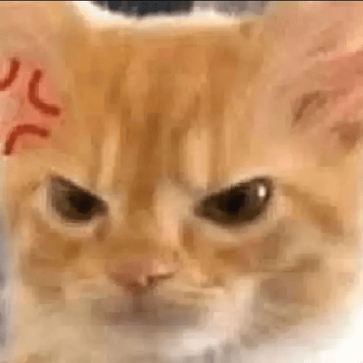 Gatinhoinhos 🐱 1 15