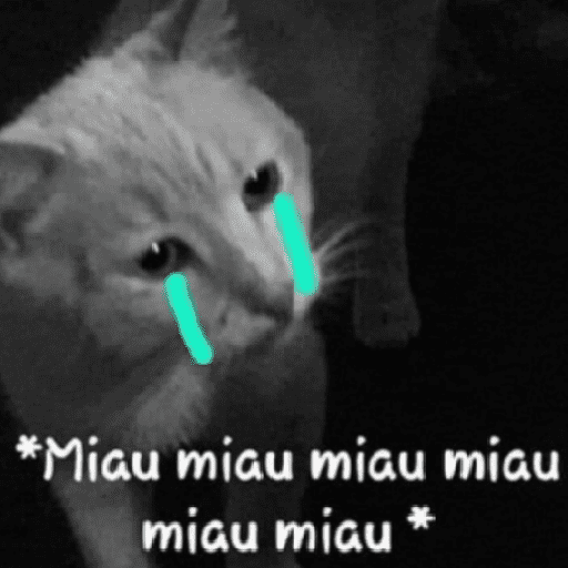 Gatinhoinhos 🐱 1 13