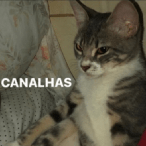 Gatinhoinhos 🐱 1 21