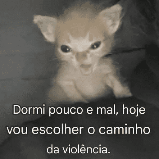 Gatinhoinhos 🐱 1 18