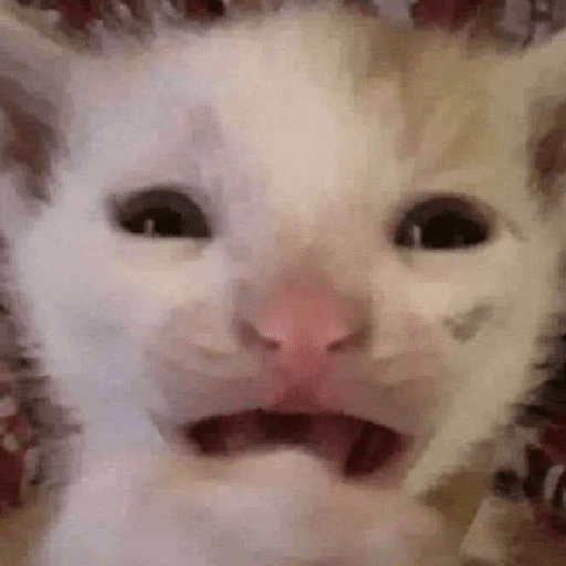 Gatinhoinhos 🐱 1 11