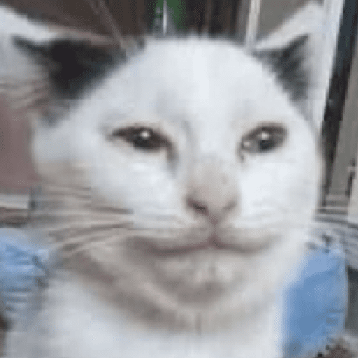 Gatinhoinhos 🐱 1 12