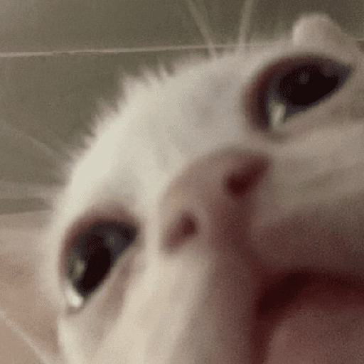 Gatinhoinhos 🐱 1 14