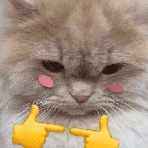 Gatinhoinhos 🐱 1 2