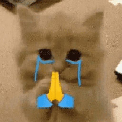 Gatinhoinhos 🐱 1 1