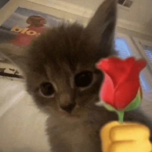 Gatinhoinhos 🐱 1 19