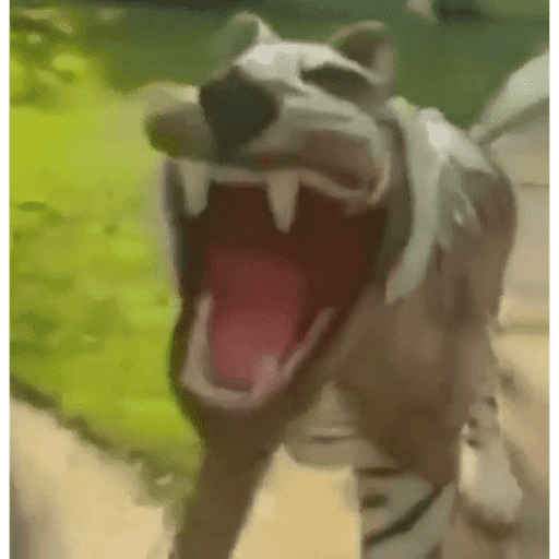 Xdxd