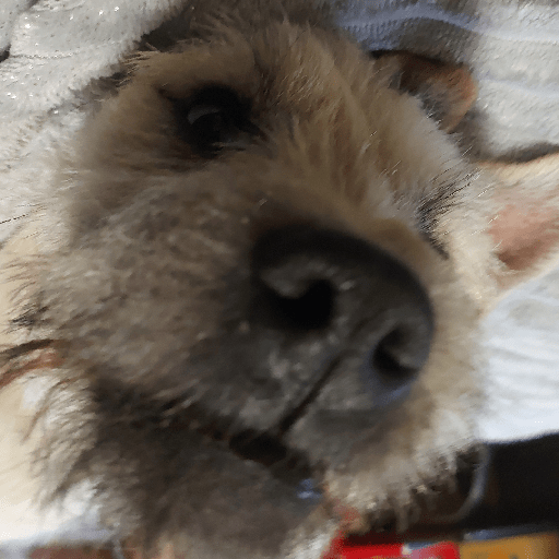 Los perritos 6