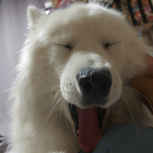 Los perritos 5