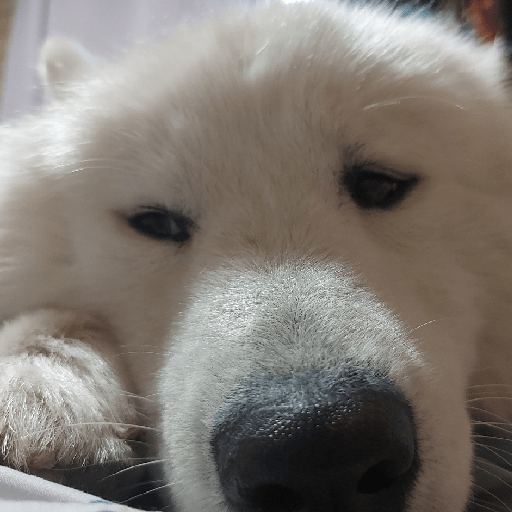Los perritos 3