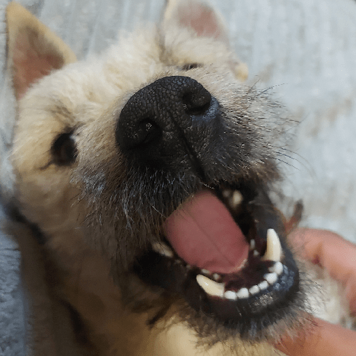 Los perritos 2