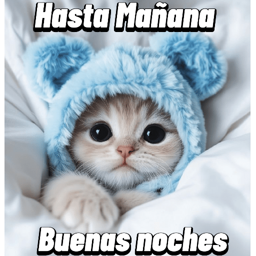 Gatitos 24
