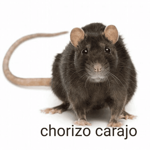 Eviwebito 1