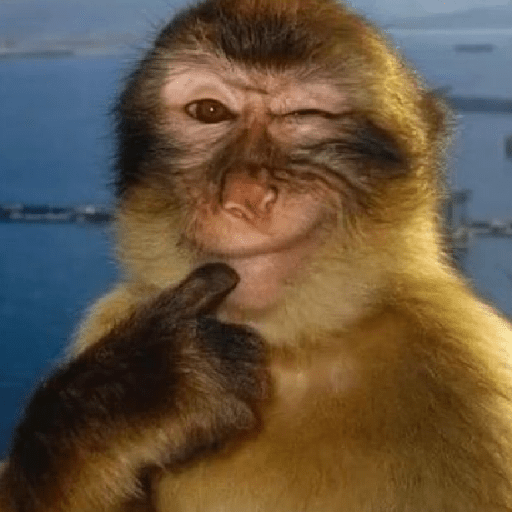 Meme Monyet Ekspresi 🐒