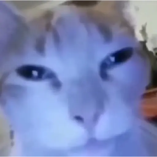 Meme Kucing Imut #4 16