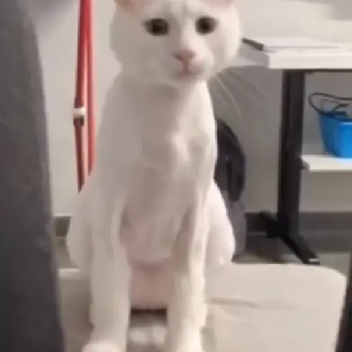 Meme Kucing Imut #4 2