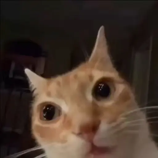 Meme Kucing Imut #4 14