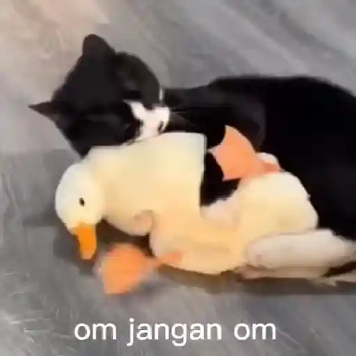 Meme Kucing Imut #4 13