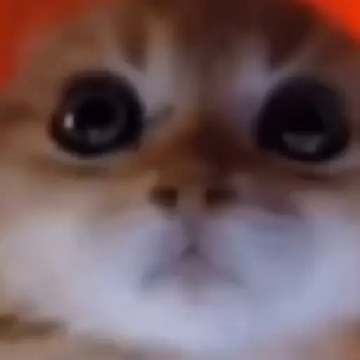Meme Kucing Imut #4 12