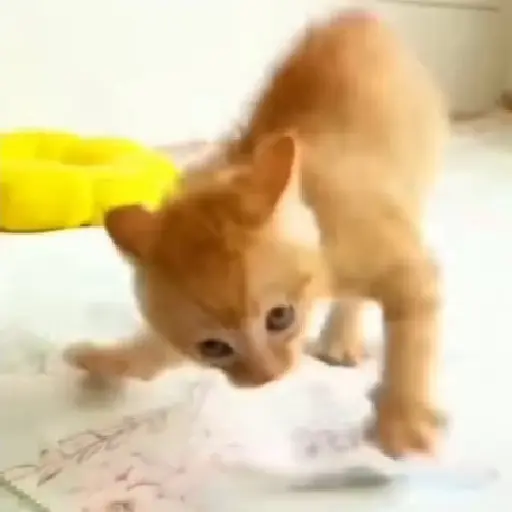 Meme Kucing Imut #4