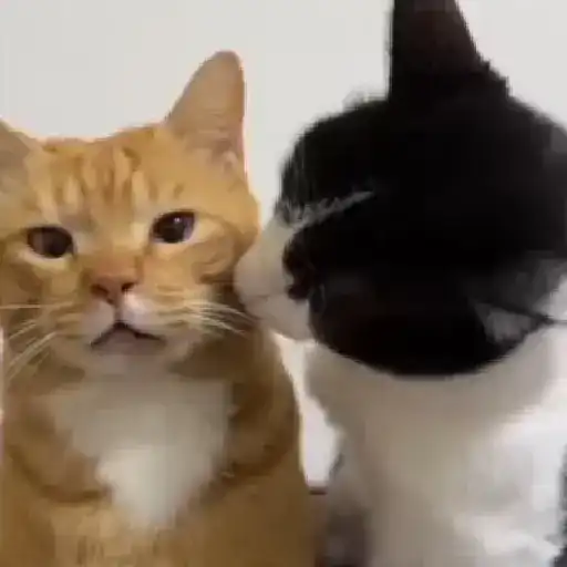 Meme Kucing Imut #4 3