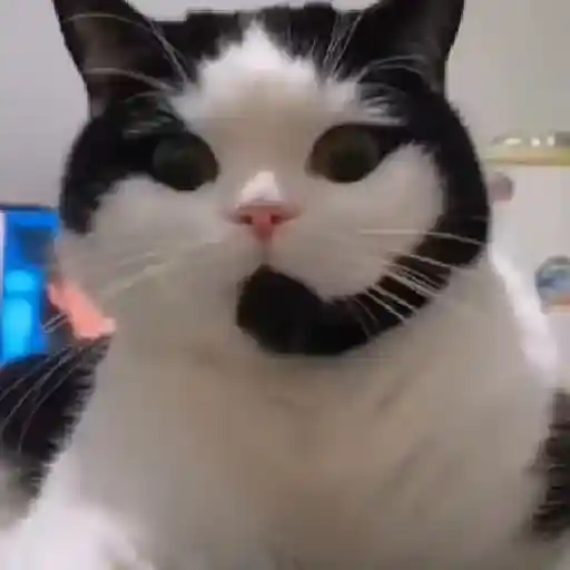 Meme Kucing Imut #4 8