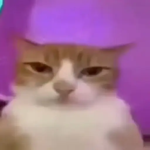 Meme Kucing Imut #4 5