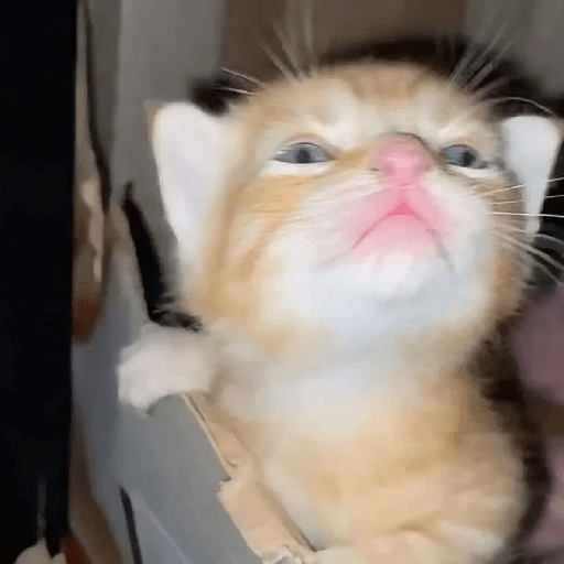 Meme Kucing Imut #5 16