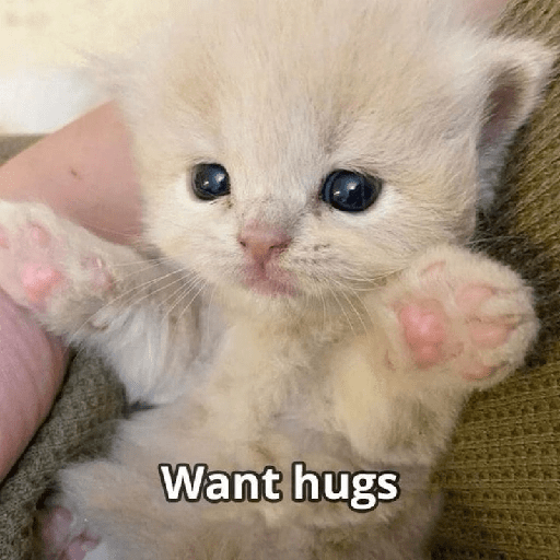 Meme Kucing Imut #5 11