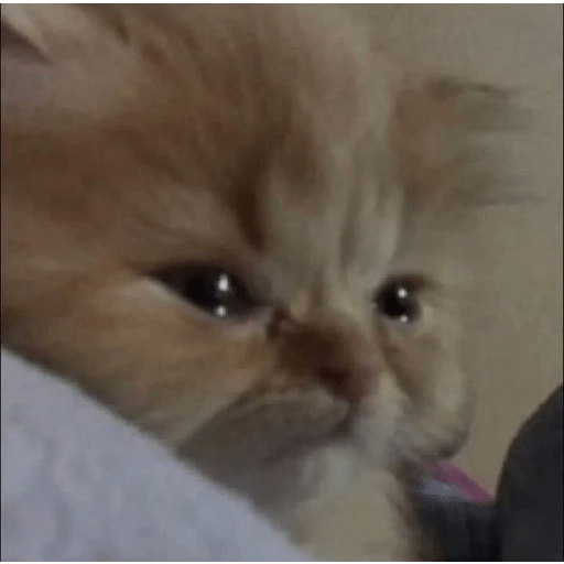 Meme Kucing Imut #5 12