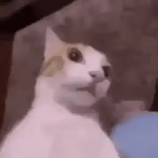 🐱 Gatinhos Debochados 14