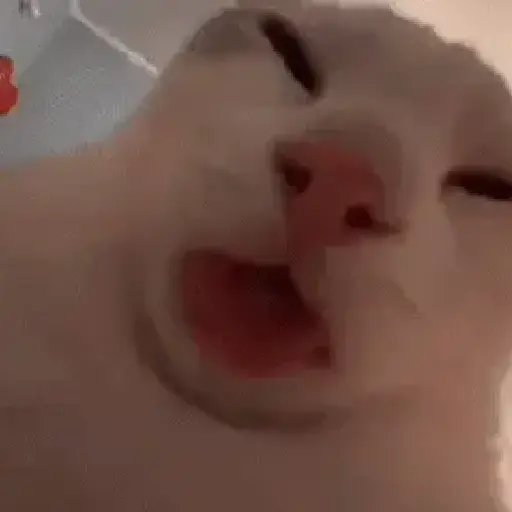 🐱 Gatinhos Debochados 7