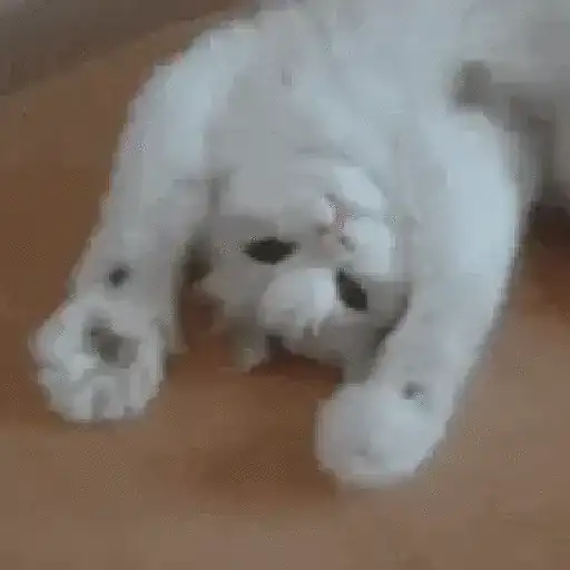 🐱 Gatinhos Debochados 25